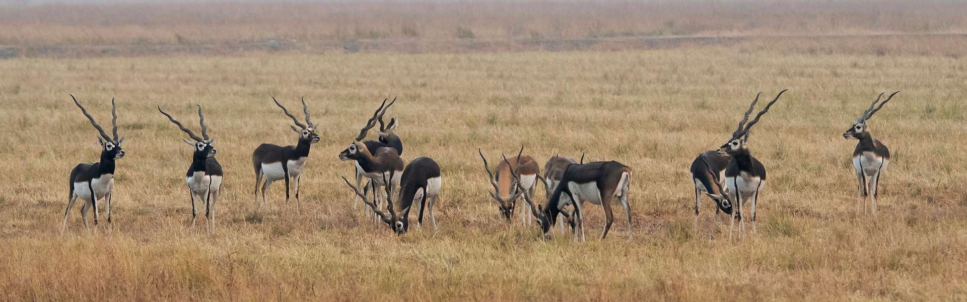 Trophy Blackbuck Hunting in Texas Trophy Blackbuck Hunting in Texas