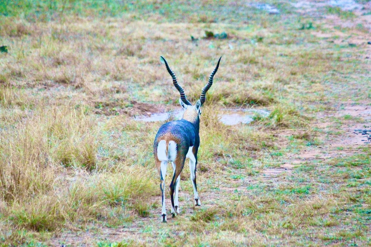 How do you Hunt Blackbuck? Blackbuck Hunting in Texas