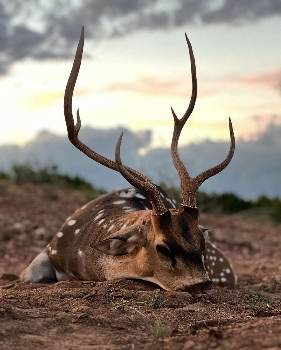 Intro Texas Axis Deer